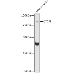 CTCFL Rabbit pAb