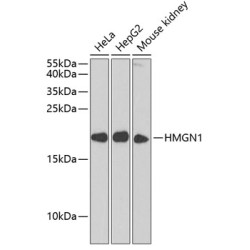 HMGN1 Rabbit pAb