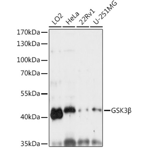 GSK3β Rabbit pAb
