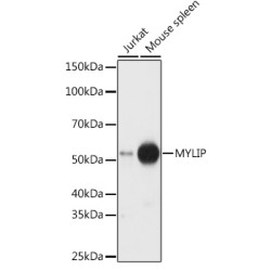 MYLIP Rabbit pAb