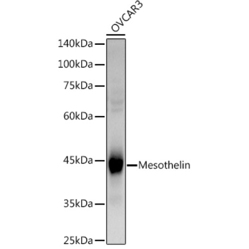 Mesothelin Rabbit pAb