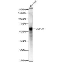 UGT1A1 Rabbit pAb