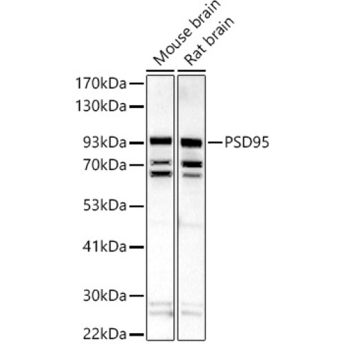 PSD95 Rabbit pAb
