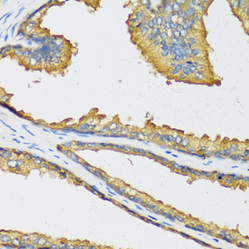 CXCL11 Rabbit pAb