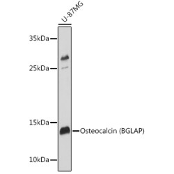 Osteocalcin/OCN Rabbit pAb
