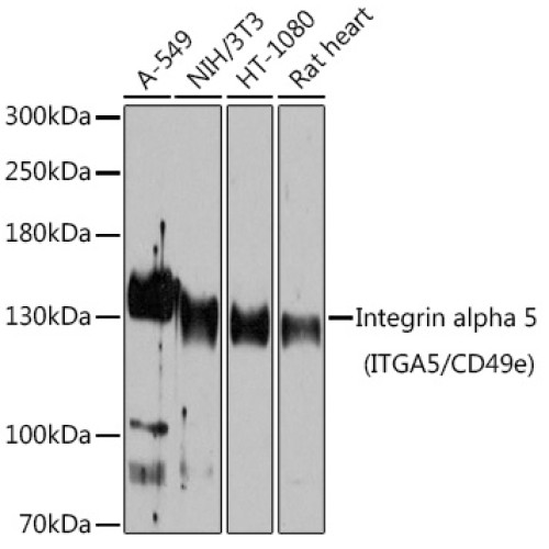 Integrin alpha 5 (ITGA5/CD49e) Rabbit pAb