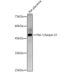 PAI-1/Serpin E1 Rabbit pAb