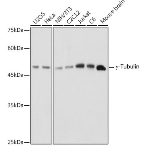 γ-Tubulin Rabbit pAb