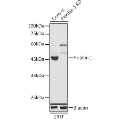 [KO Validated] Flotillin 1 Rabbit pAb
