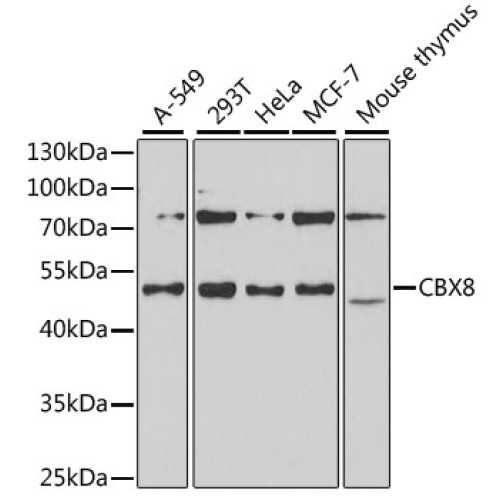 CBX8 Rabbit pAb