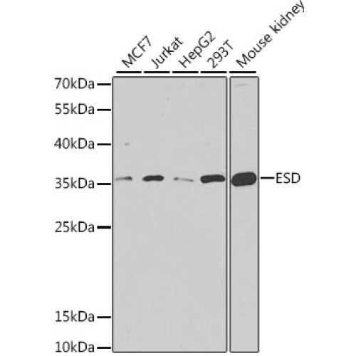 ESD Rabbit pAb