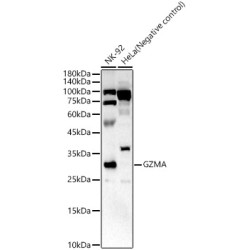 GZMA Rabbit pAb