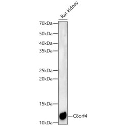C8orf4 Rabbit pAb