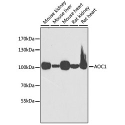 AOC1 Rabbit pAb
