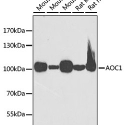 AOC1 Rabbit pAb