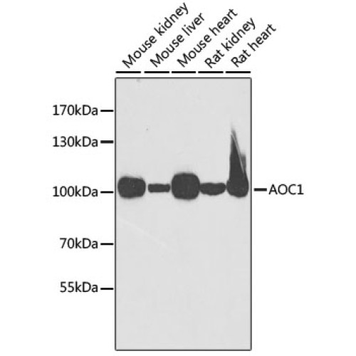 AOC1 Rabbit pAb