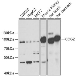 COG2 Rabbit pAb