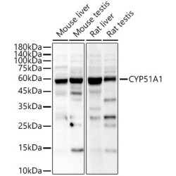 CYP51A1 Rabbit pAb