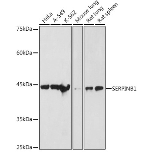SERPINB1 Rabbit pAb
