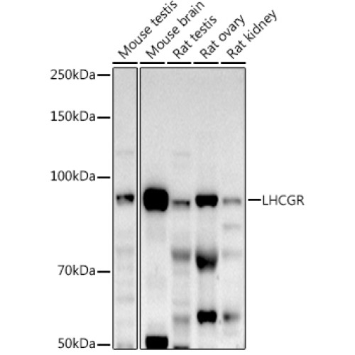 LHCGR Rabbit pAb
