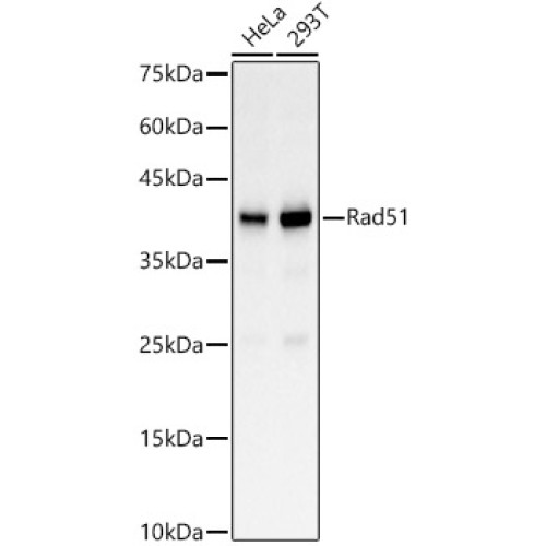 Rad51 Rabbit pAb