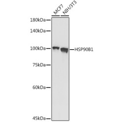 Grp94 Rabbit pAb