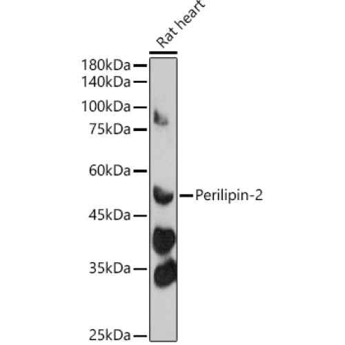 Perilipin-2 Rabbit pAb
