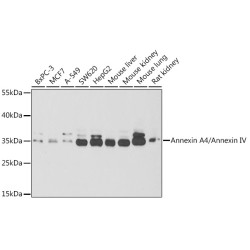 Annexin A4/Annexin IV Rabbit pAb
