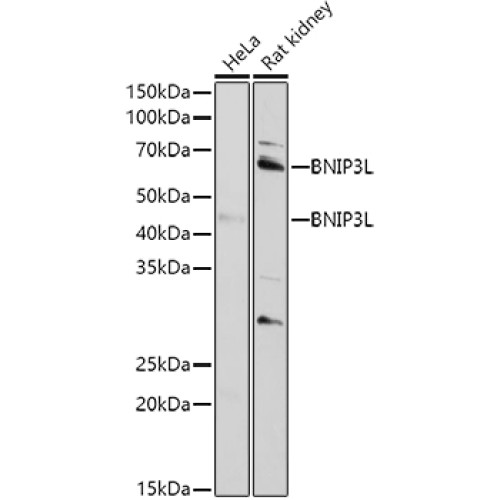 BNIP3L Rabbit pAb