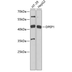 DPEP1 Rabbit pAb