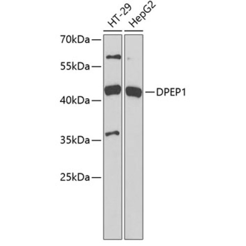 DPEP1 Rabbit pAb
