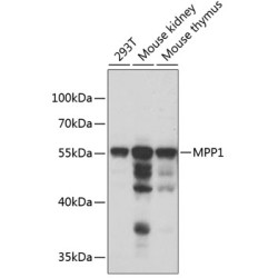 MPP1 Rabbit pAb