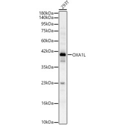 OXA1L Rabbit pAb