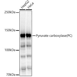 Pyruvate carboxylase (PC) Rabbit pAb