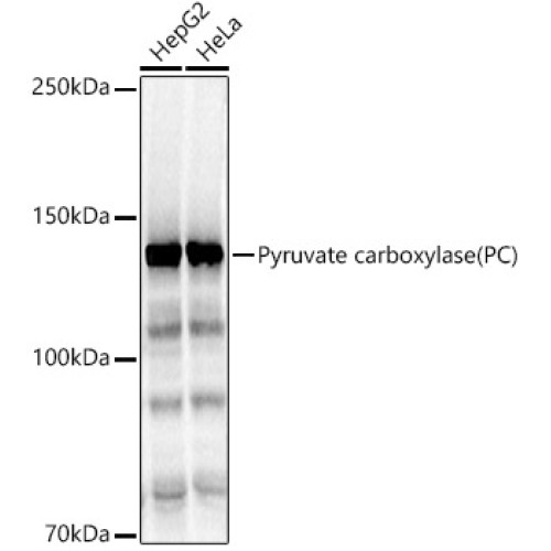 Pyruvate carboxylase (PC) Rabbit pAb