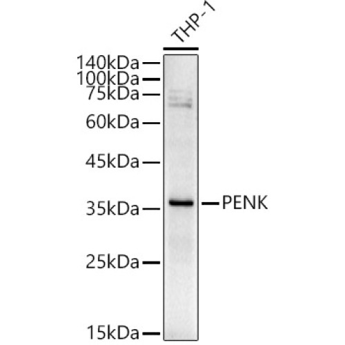 PENK Rabbit pAb