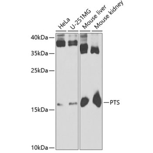PTS Rabbit pAb
