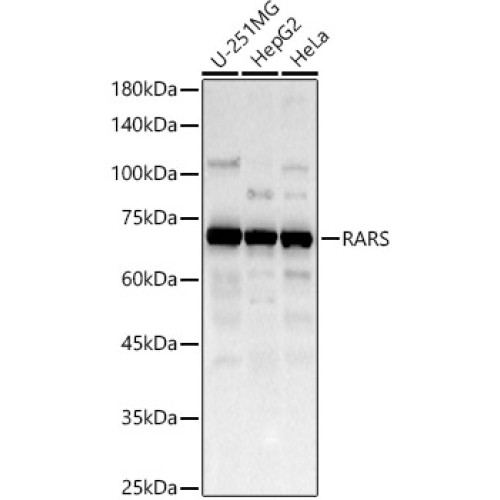 RARS Rabbit pAb
