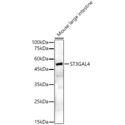 ST3GAL4 Rabbit pAb