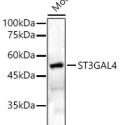 ST3GAL4 Rabbit pAb