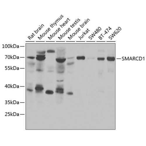 SMARCD1 Rabbit pAb