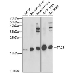 TAC3 Rabbit pAb