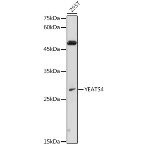 YEATS4 Rabbit pAb