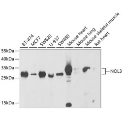 NOL3 Rabbit pAb