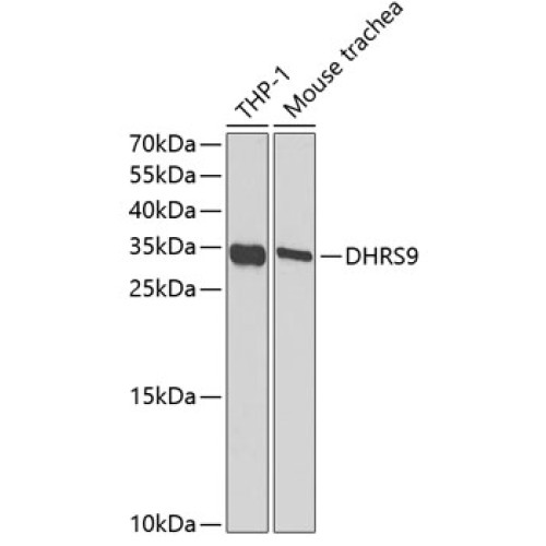 DHRS9 Rabbit pAb