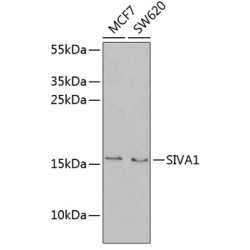 SIVA1 Rabbit pAb