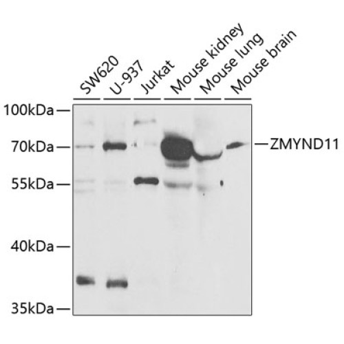 ZMYND11 Rabbit pAb