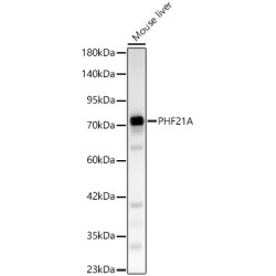 PHF21A Rabbit pAb