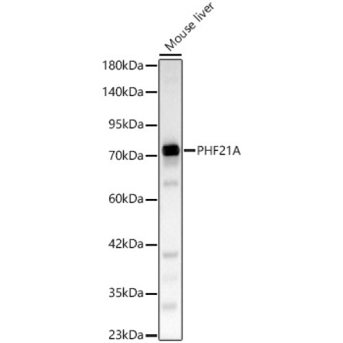 PHF21A Rabbit pAb