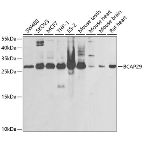 BCAP29 Rabbit pAb